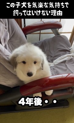 まだまだ子犬です