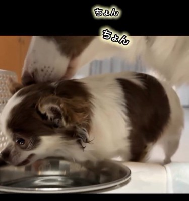 メルちゃんの後頭部にチョンチョンするピエナちゃん