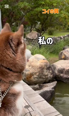 鯉に餌をあげた時のたこやきちゃん4