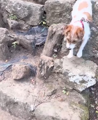 石の上を駆け下りる犬