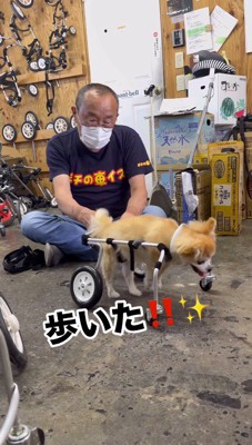 車椅子に乗って恐る恐る歩く犬