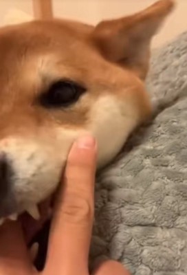 噛み付く柴犬