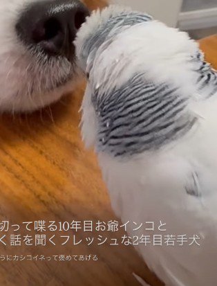 ナナちゃんがおしゃべりしていたら