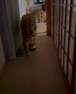 懐中電灯をくわえて戻ってくる犬