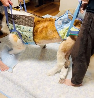 立ち上がるセロくん