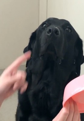 虚無顔の大型犬