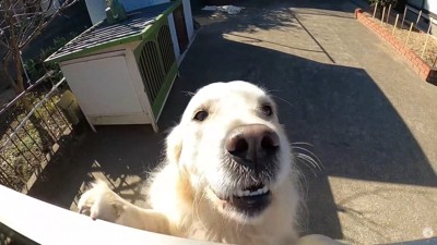 メイちゃんが投稿者さんをお出迎え