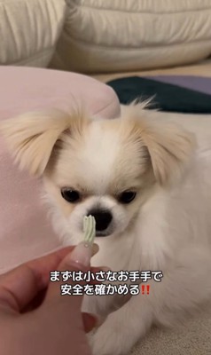 歯磨きガムを怖がるぽっぷくん