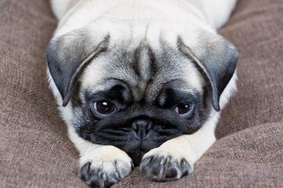 物憂げな表情の犬