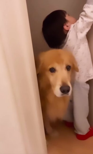 トイレを出入りするゴールデンレトリバーと幼い男の子