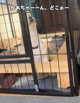 「ママ、どこ~!!」