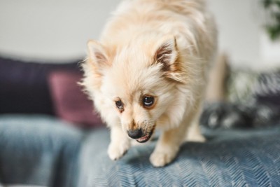 上目遣いで吠える犬、片手を上げている