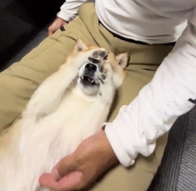 顔を前足で隠す犬