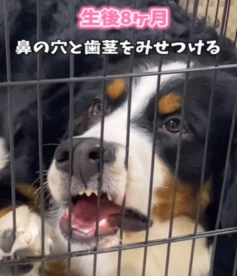 檻の中の犬