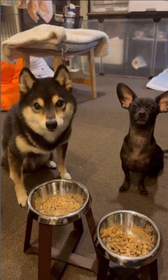 「マテ」をするコメ助くんと豆福くん5