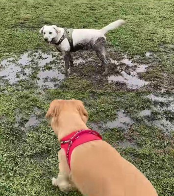 むぎちゃんが制止します