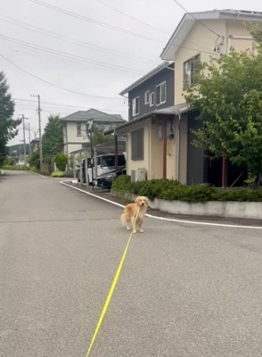 遠くで立ち止まる犬