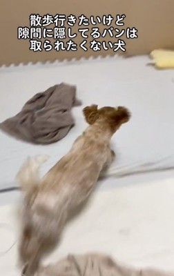 急いで戻るちくわちゃん