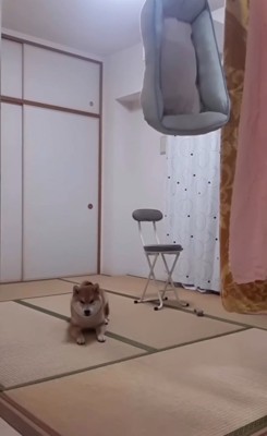 座り込む柴犬