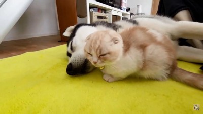 眠くなってきたじゅんちゃん