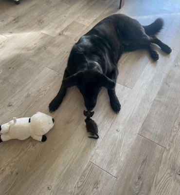 キングくんと子猫2