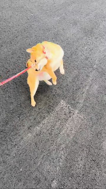 リードを引っ張られるのに抵抗する豆柴さん