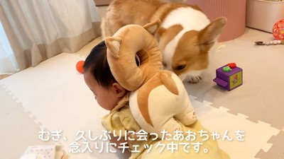 むぎくんと赤ちゃんの再会2