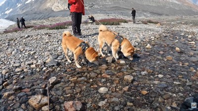氷河の融け水で水分補給