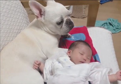 赤ちゃんに寄り添うロイちゃん3