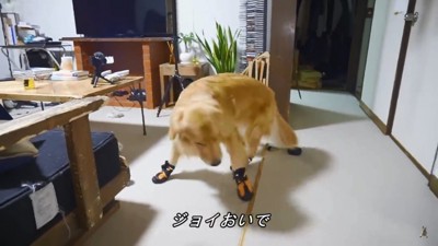 動きづらそうなジョイくん