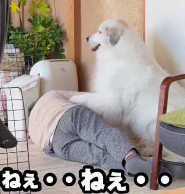 寝ているおじいちゃんに前足をのせる超大型犬
