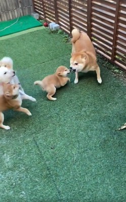 嫌がる豆千代くん