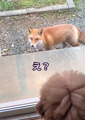 一球さんに気付いたキツネ