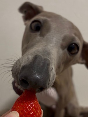 遠慮がちにイチゴをパクッ