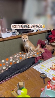 お父さんの上で年越しすることにした柴犬