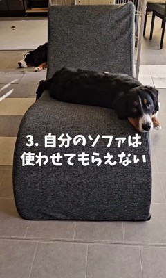ソファを占領中！