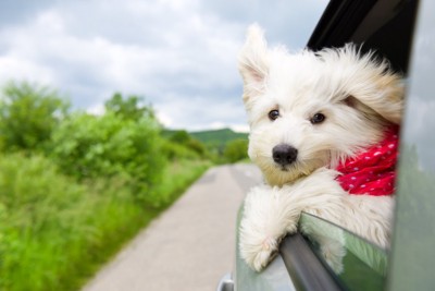 車窓から顔を出す犬