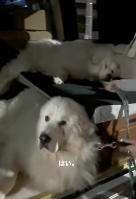 車内で横になる超大型犬
