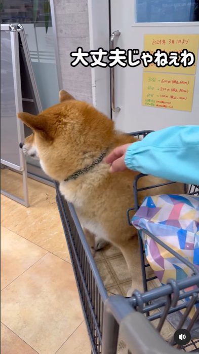 カートに乗せられて帰りたがる柴犬