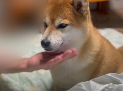 犬の顎の下に差し出された手