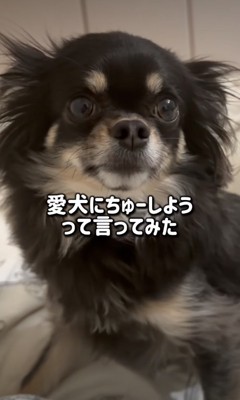 きょとんとする犬
