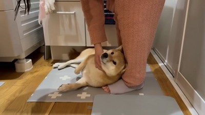 撫でられる犬