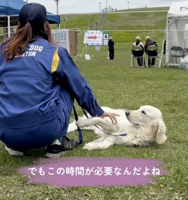 寝転びながら飼い主を見つめる犬