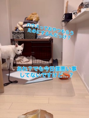 ハウスに躊躇する犬