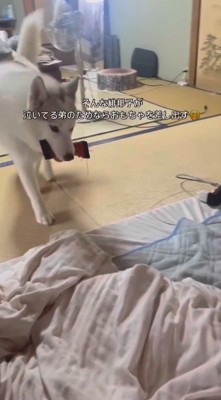 おもちゃを咥えて赤ちゃんの近くへ歩いていくメスの犬