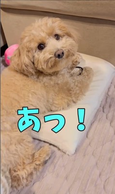 イタズラがバレた時のテンちゃん7