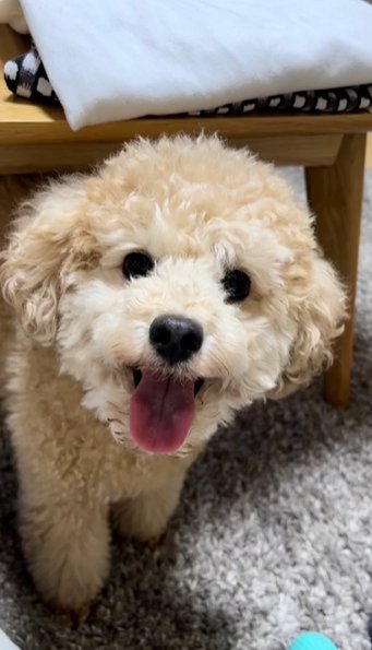 笑顔のトイプードル