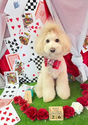 体重8.3kgのデカプーに!