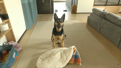 お気に入りのアイテムなのだそう♪