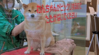 苦手なドライヤーにも耐えました!